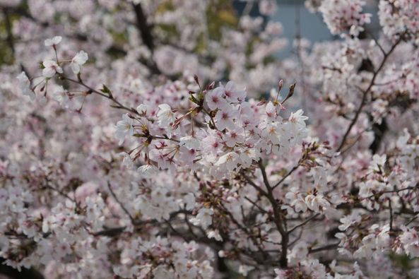 学校の桜が満開を迎えています。